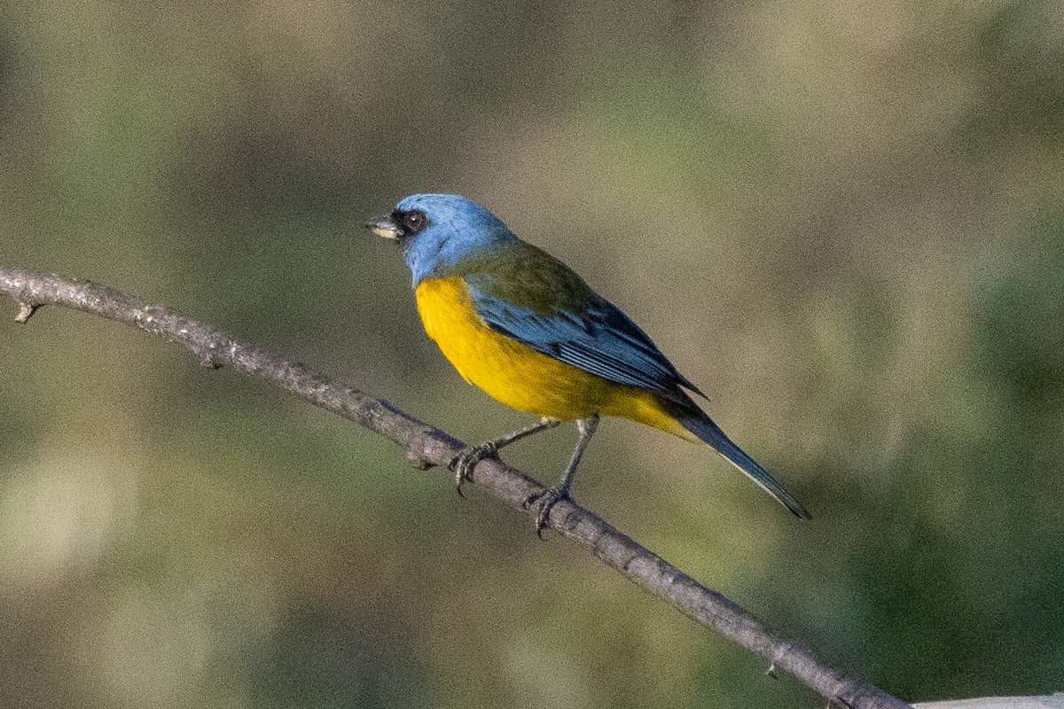 Blue-and-yellow Tanager - ML647039251