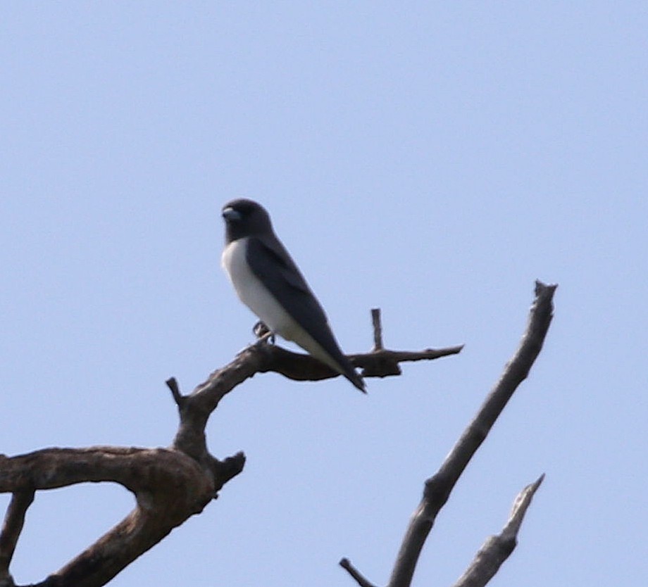 White-breasted Woodswallow - ML647039252