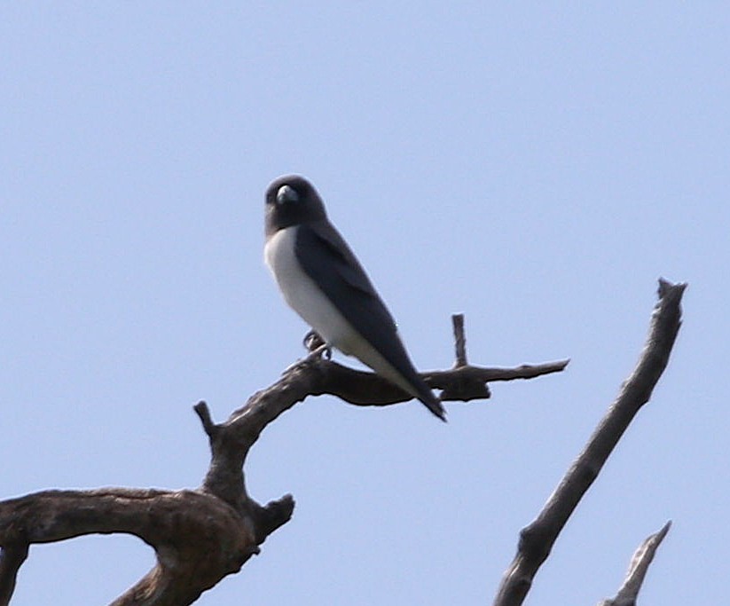 White-breasted Woodswallow - ML647039253