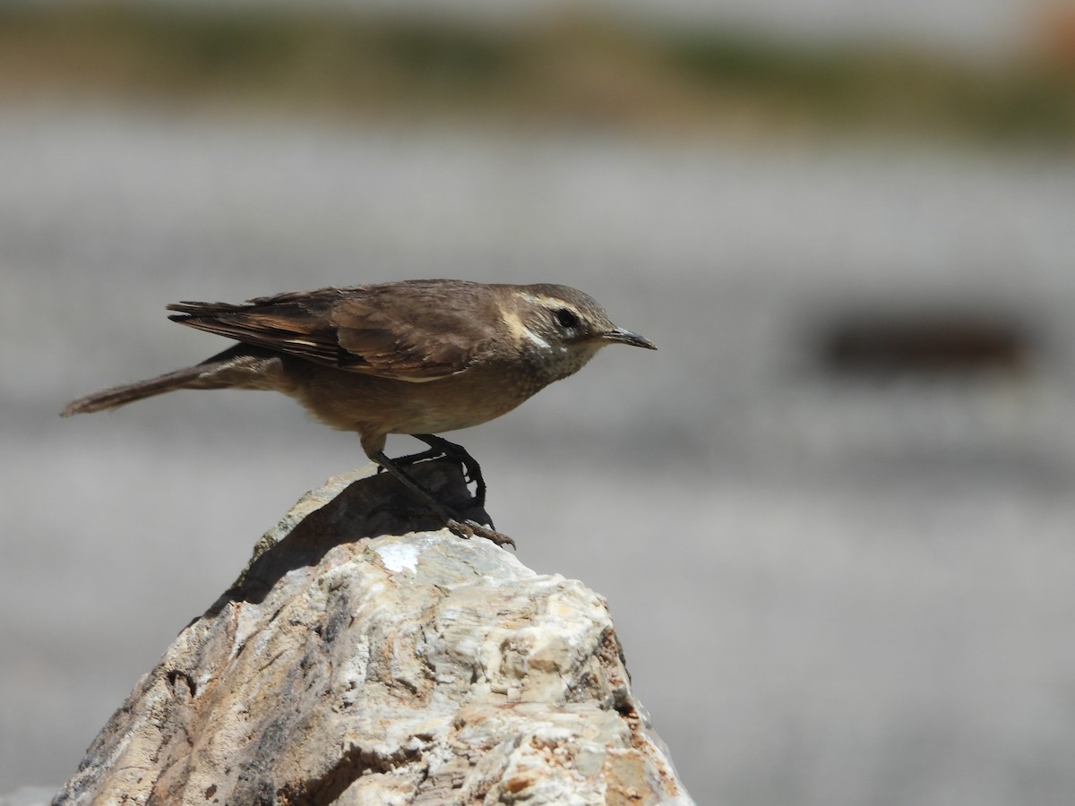 Buff-winged Cinclodes - ML647039256