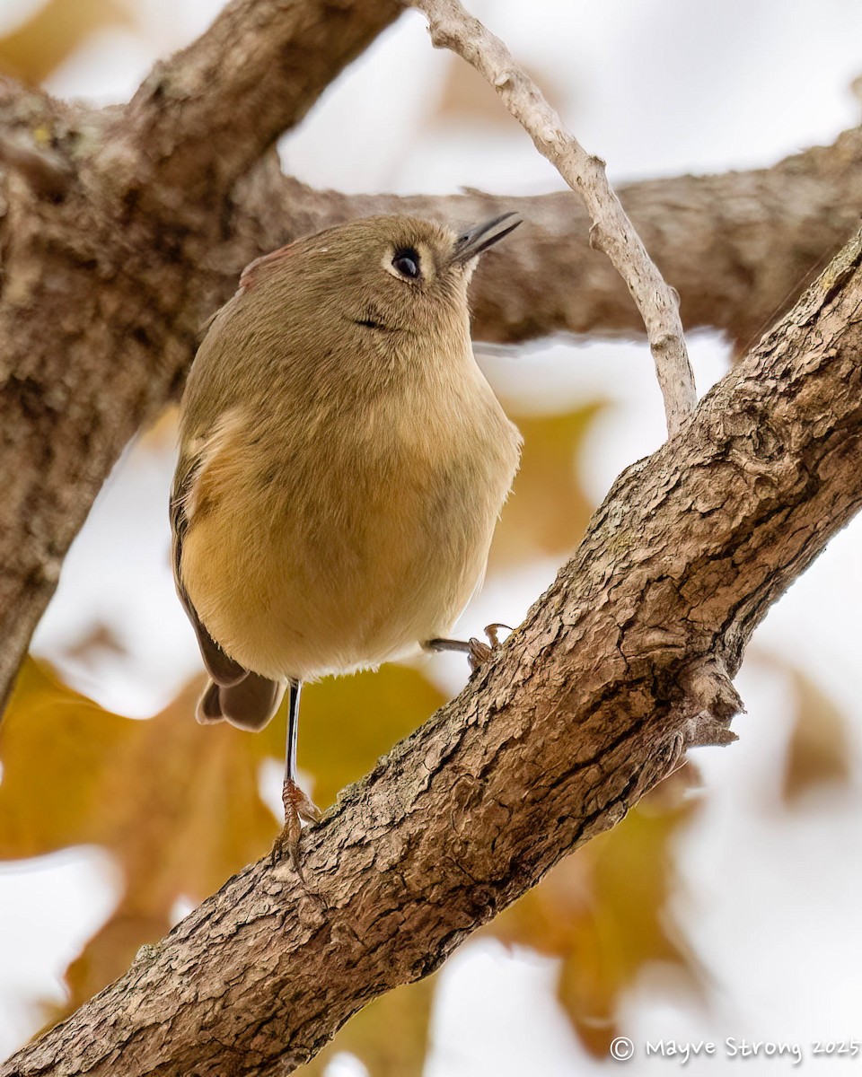 Ruby-crowned Kinglet - ML647039260