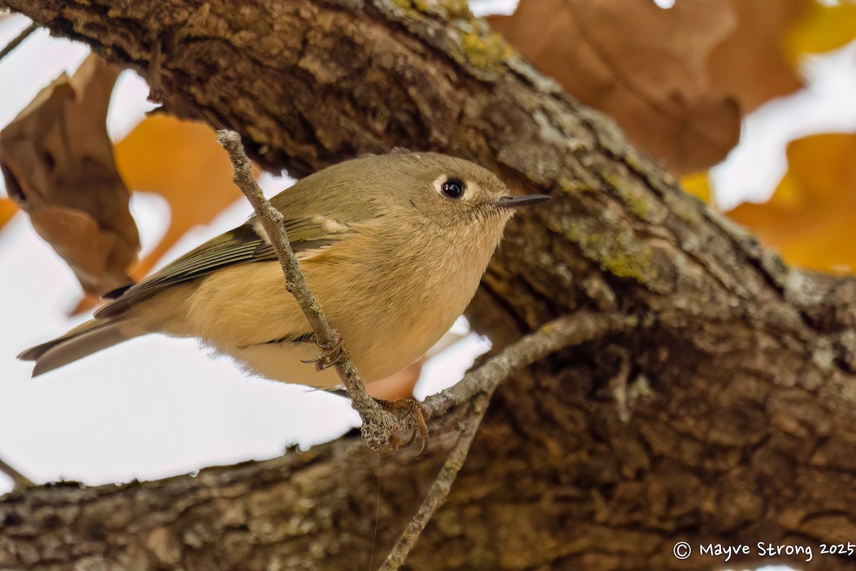 Ruby-crowned Kinglet - ML647039261
