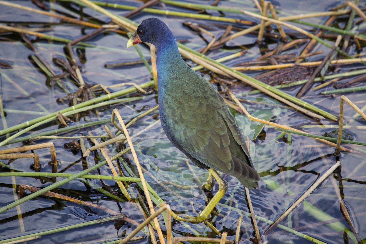 Uroilo urdin amerikarra - ML647039262