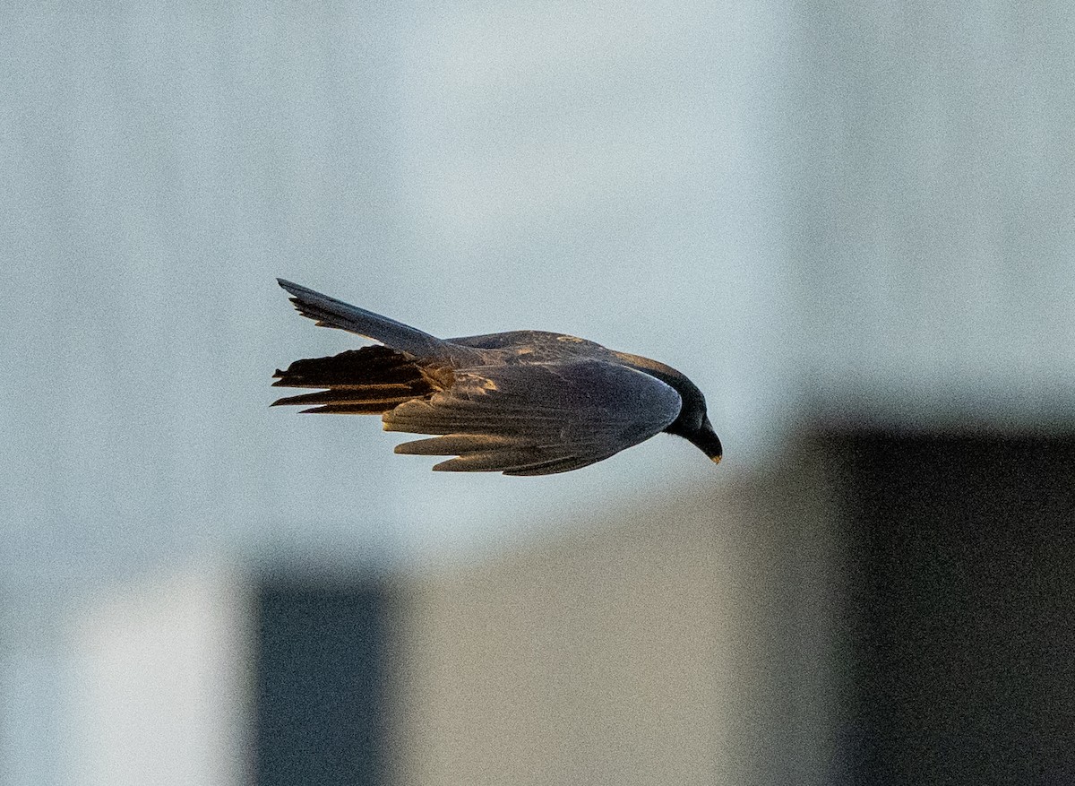 Ворона великодзьоба - ML647039263