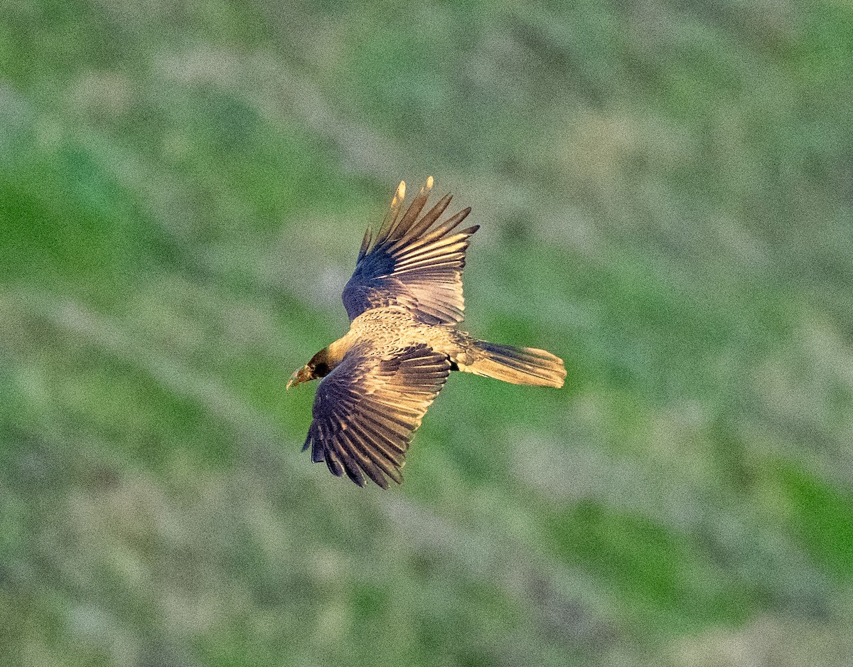 Ворона великодзьоба - ML647039264