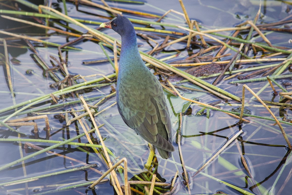 Uroilo urdin amerikarra - ML647039266