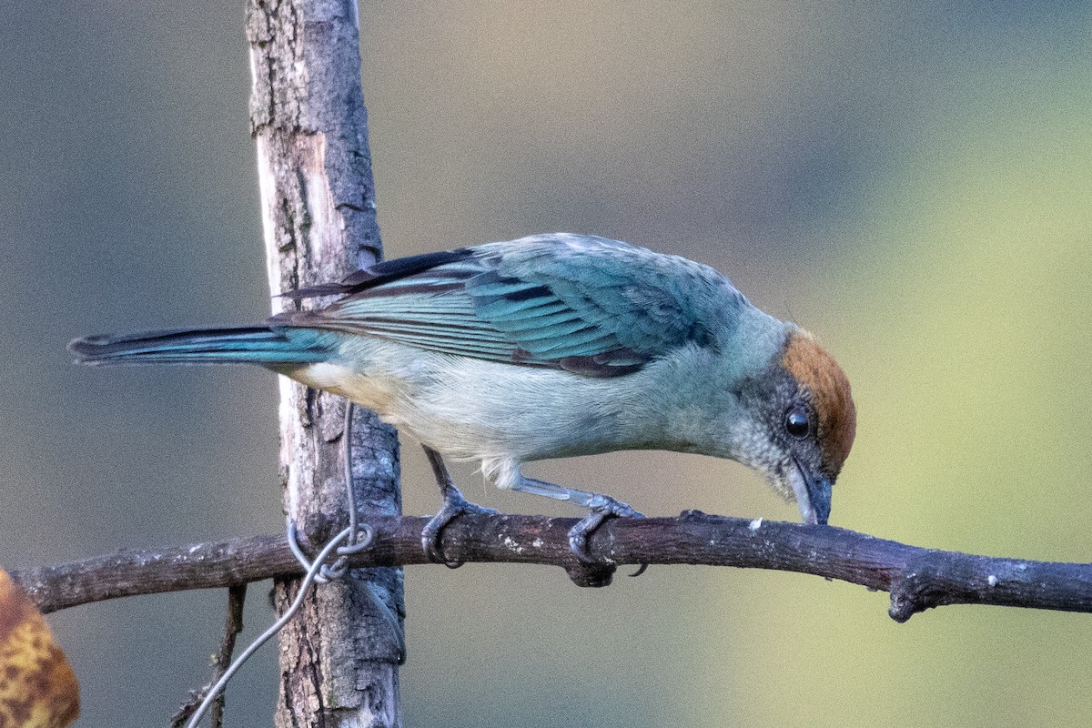 Scrub Tanager - ML647039267