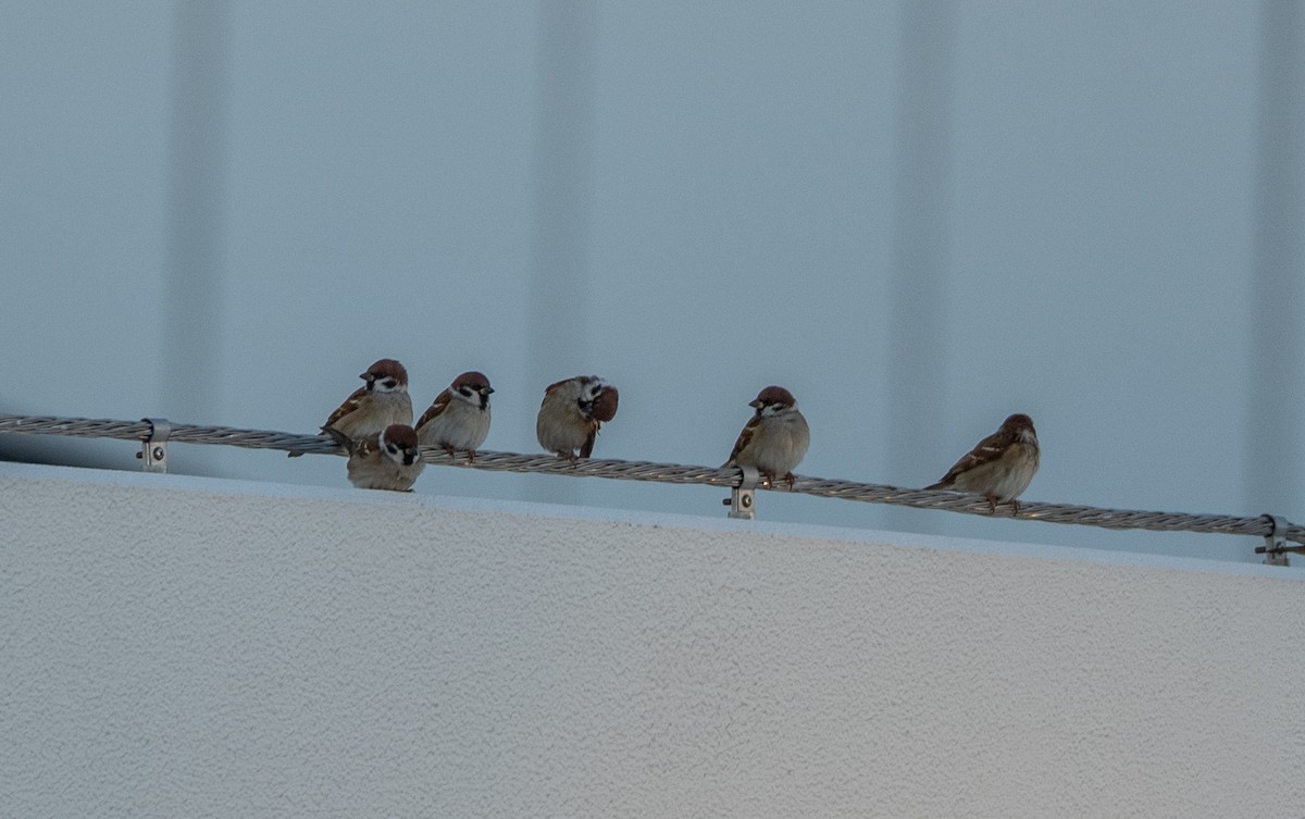 Горобець польовий - ML647039271