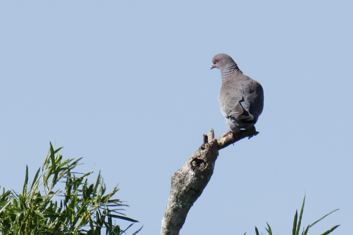 Picazuro Pigeon - ML647039272