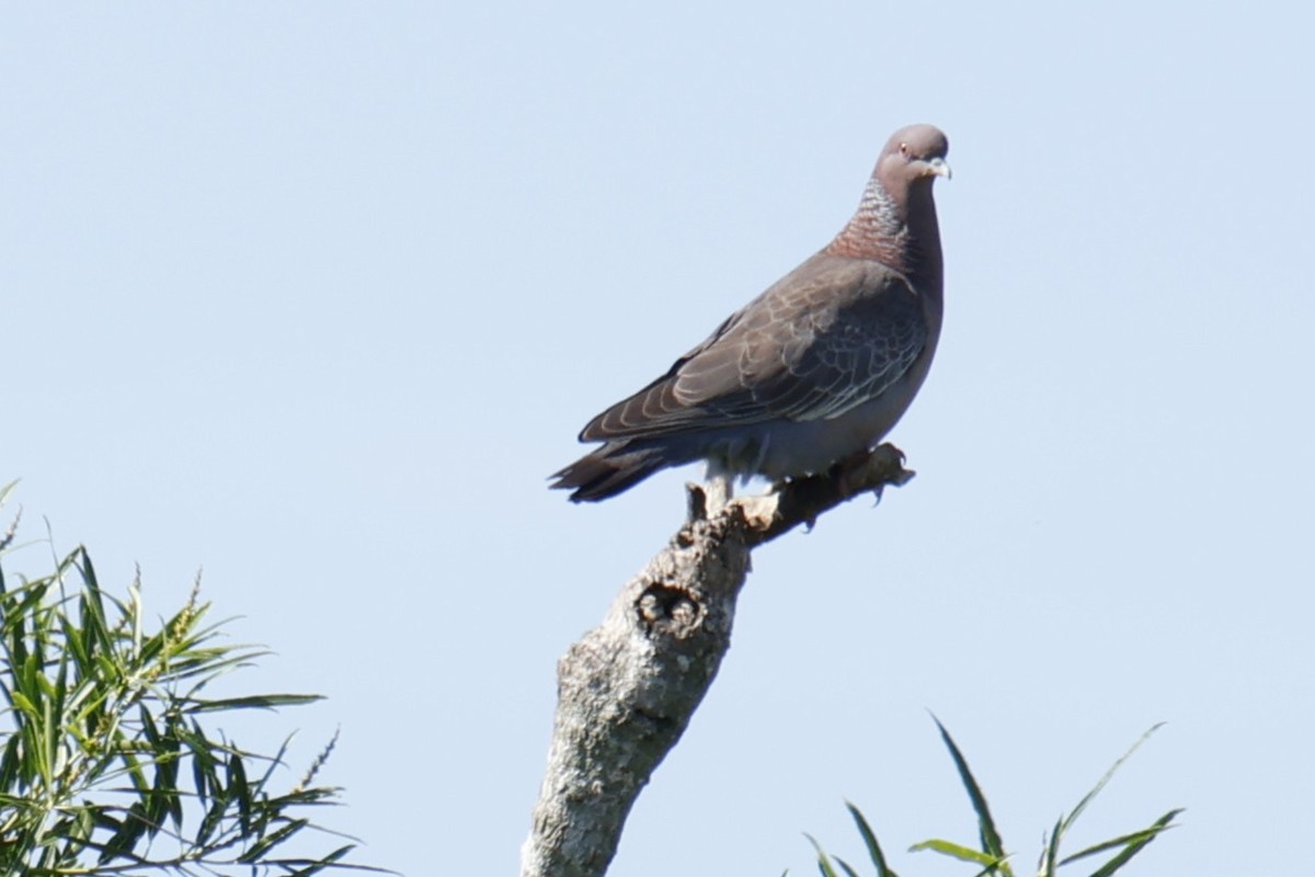 Picazuro Pigeon - ML647039273