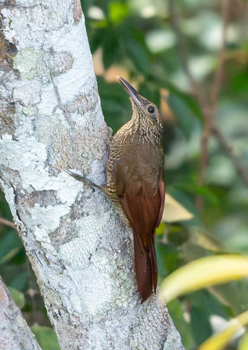 Black-banded Woodcreeper - ML647039276