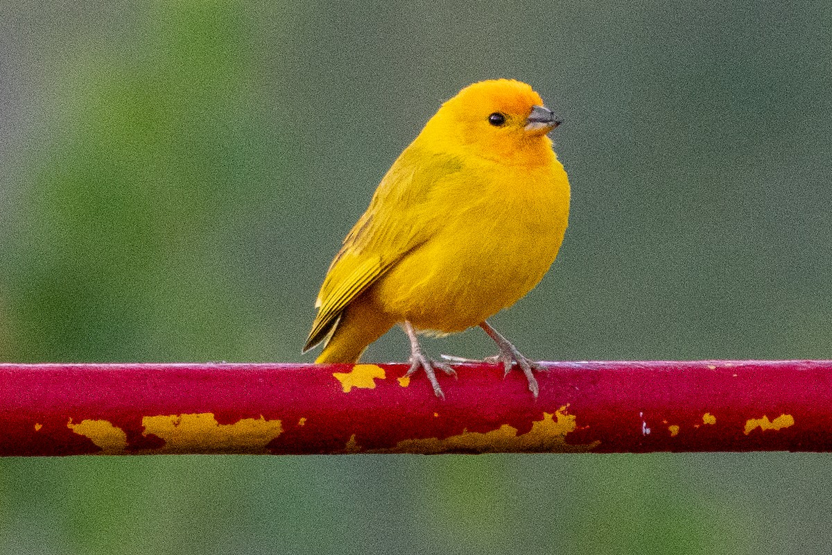 Saffron Finch - ML647039283