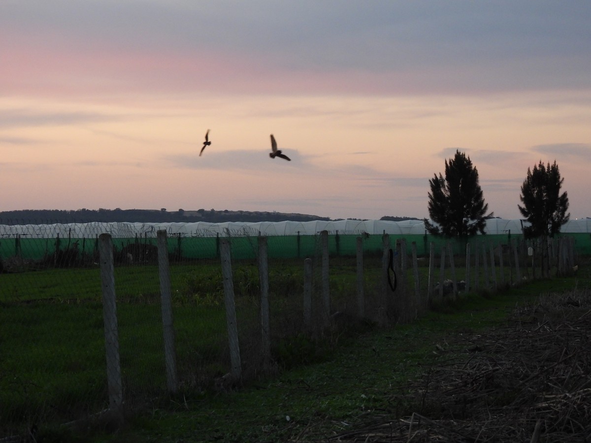 Marsh Owl - ML647039285