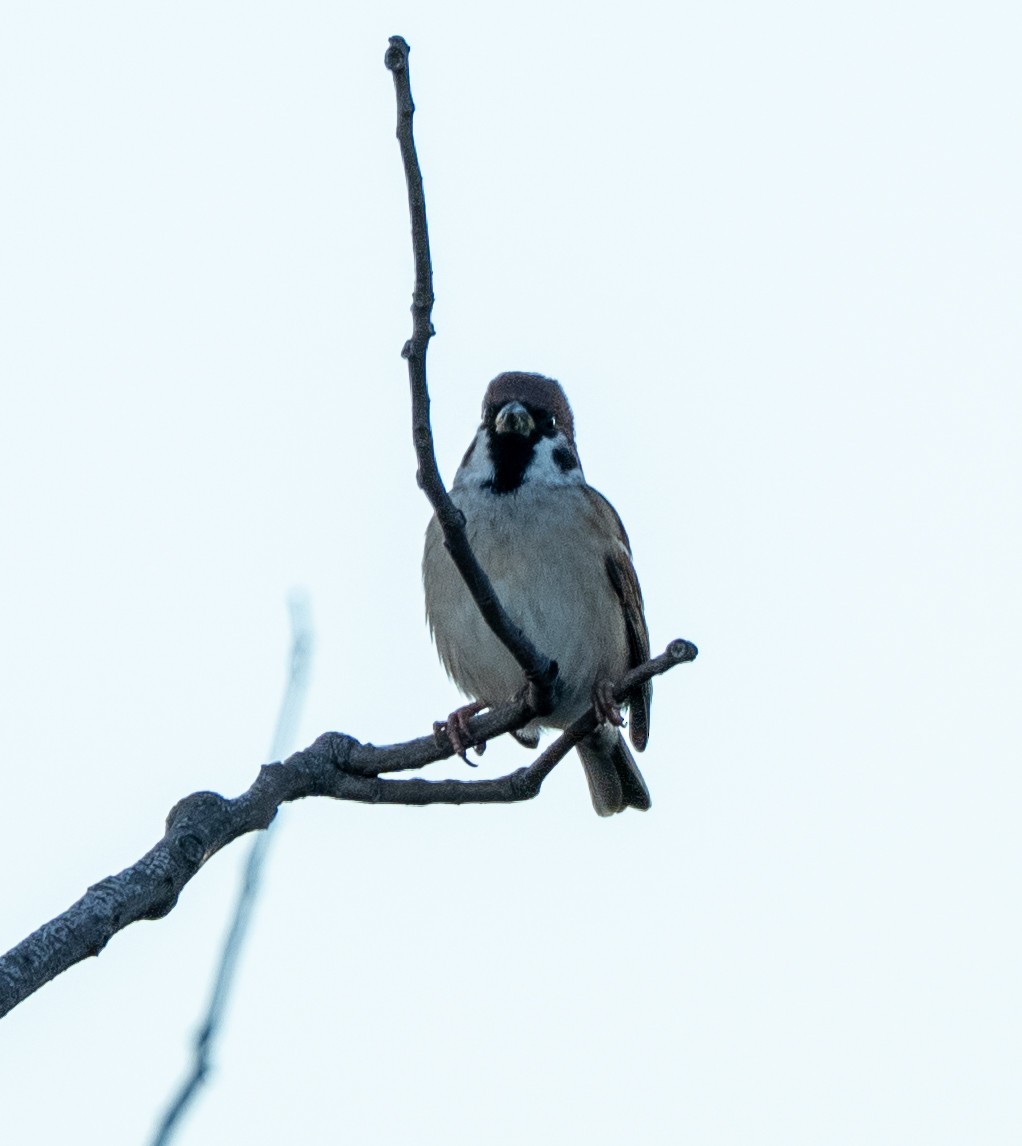 Горобець польовий - ML647039286