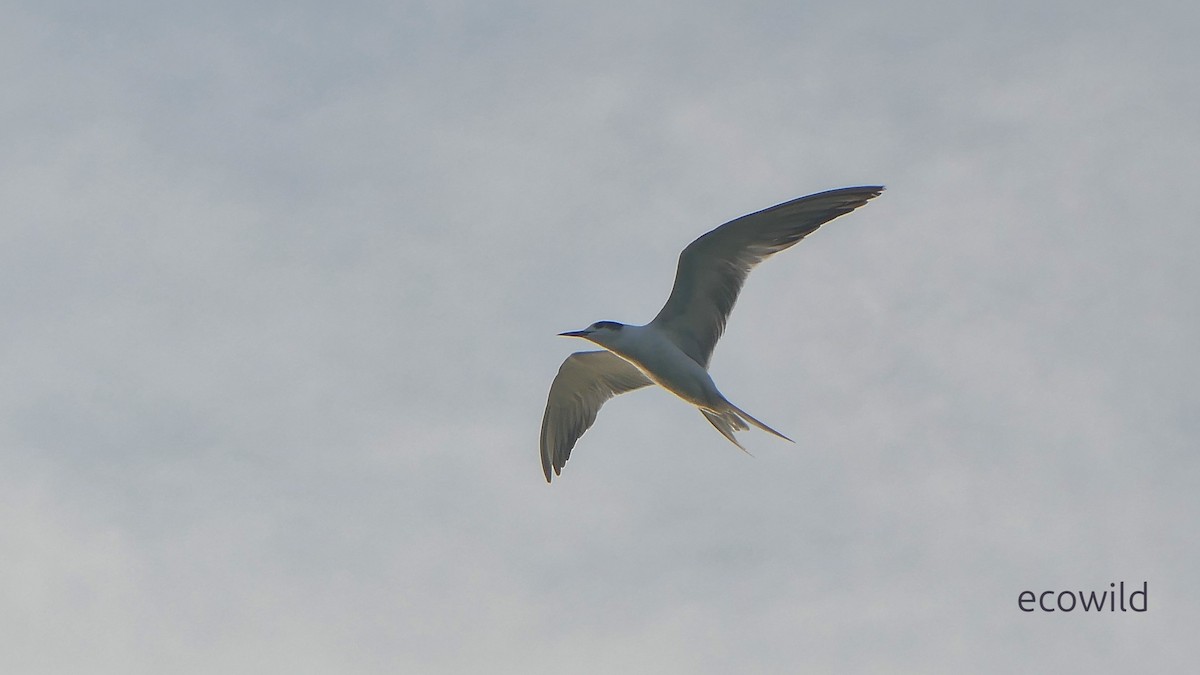 燕鷗 - ML647039299