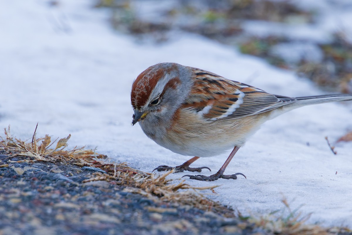 Hudson Körfezi Serçesi - ML647039314