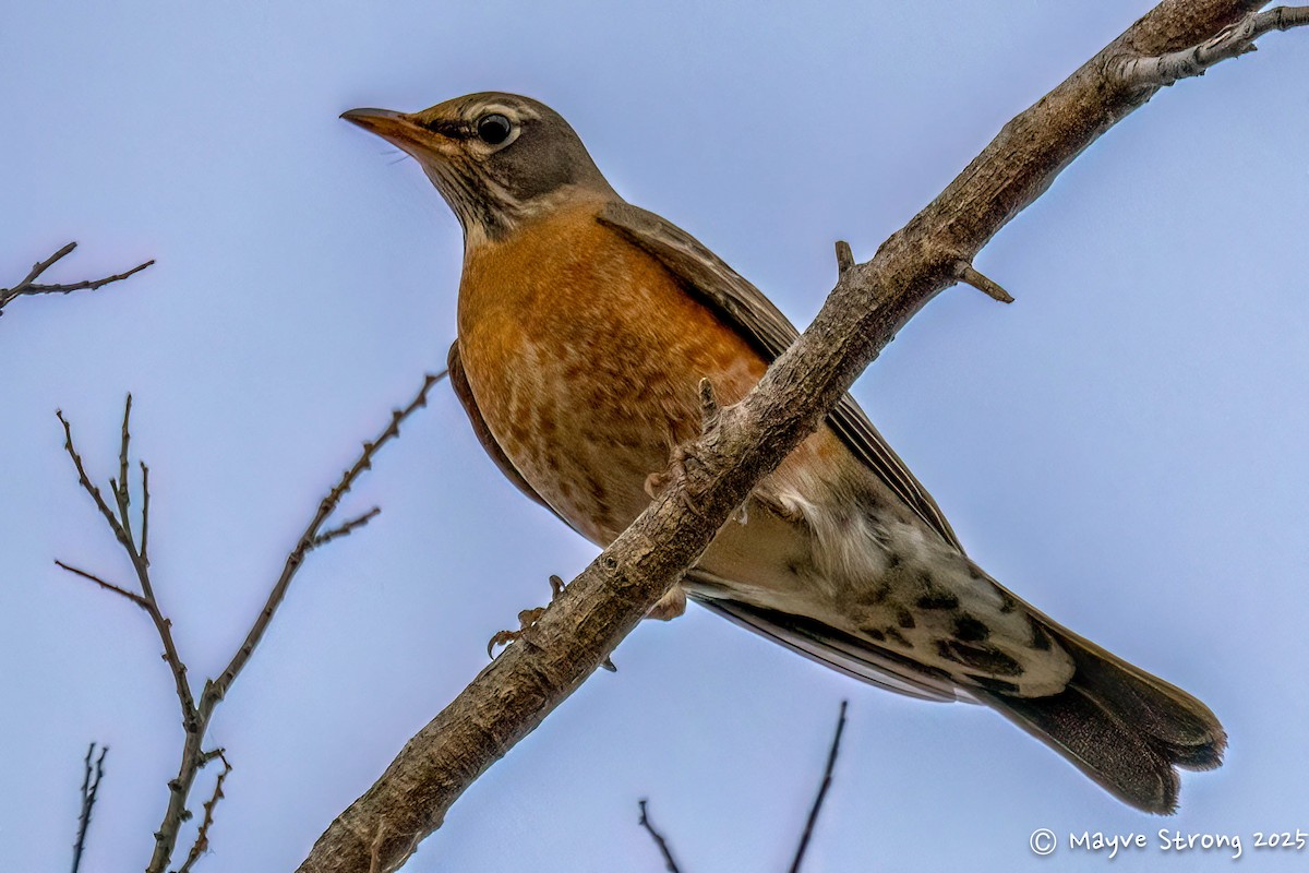 American Robin - ML647039319