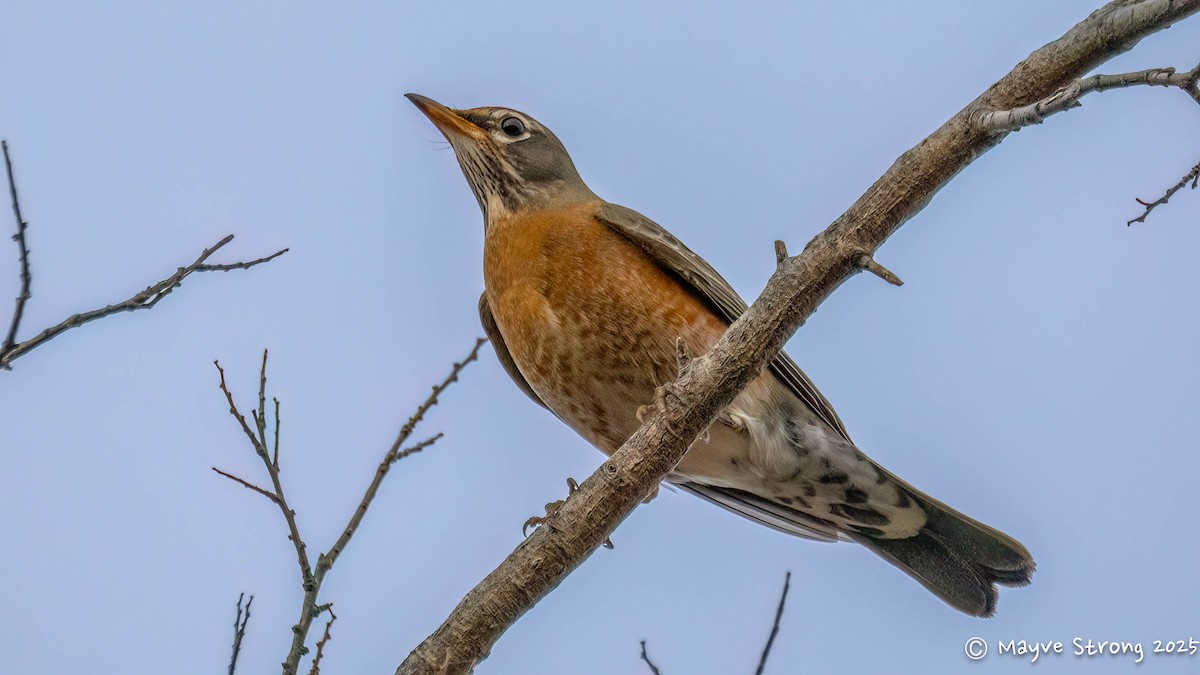 American Robin - ML647039320