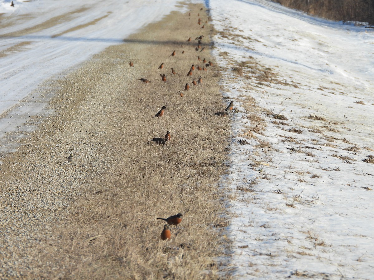 American Robin - ML647039323