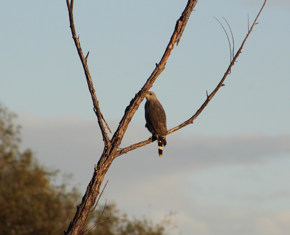 Gray Hawk - ML647039335
