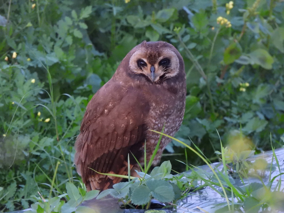 Marsh Owl - ML647039339