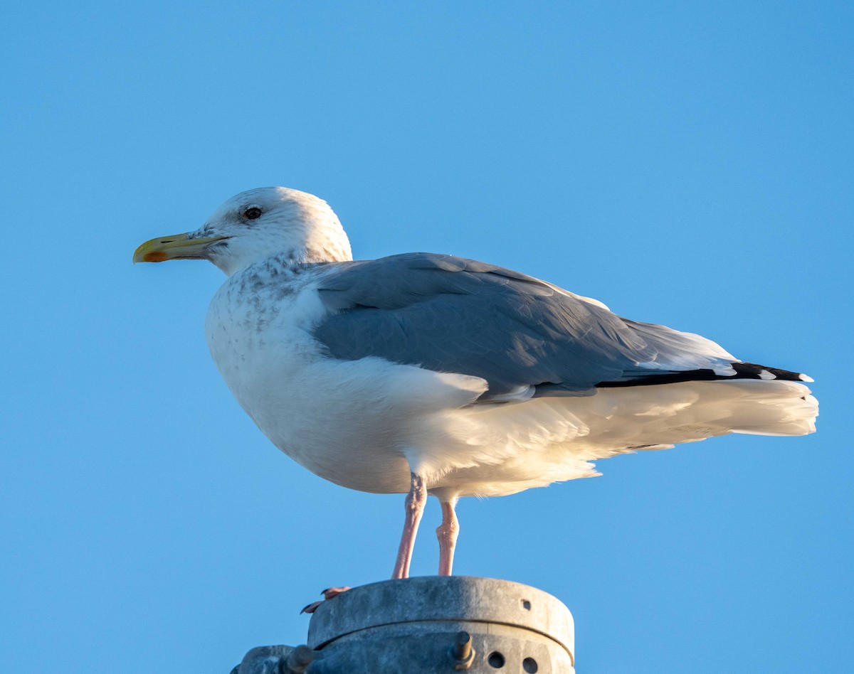שחף בלתי-מזוהה - ML647039349
