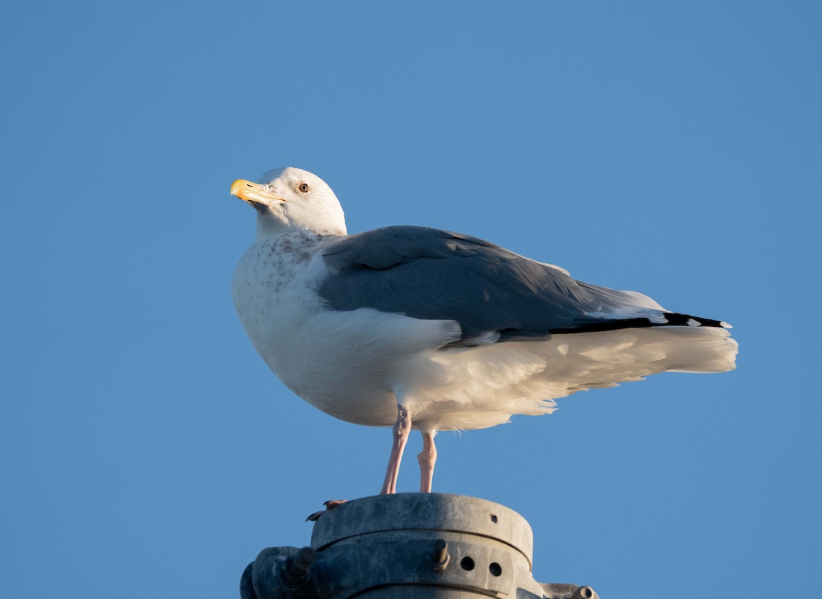 שחף בלתי-מזוהה - ML647039351