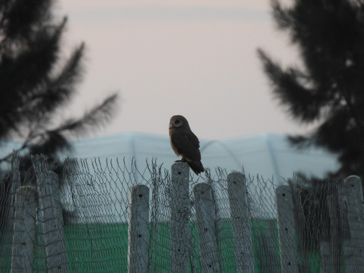 Marsh Owl - ML647039352