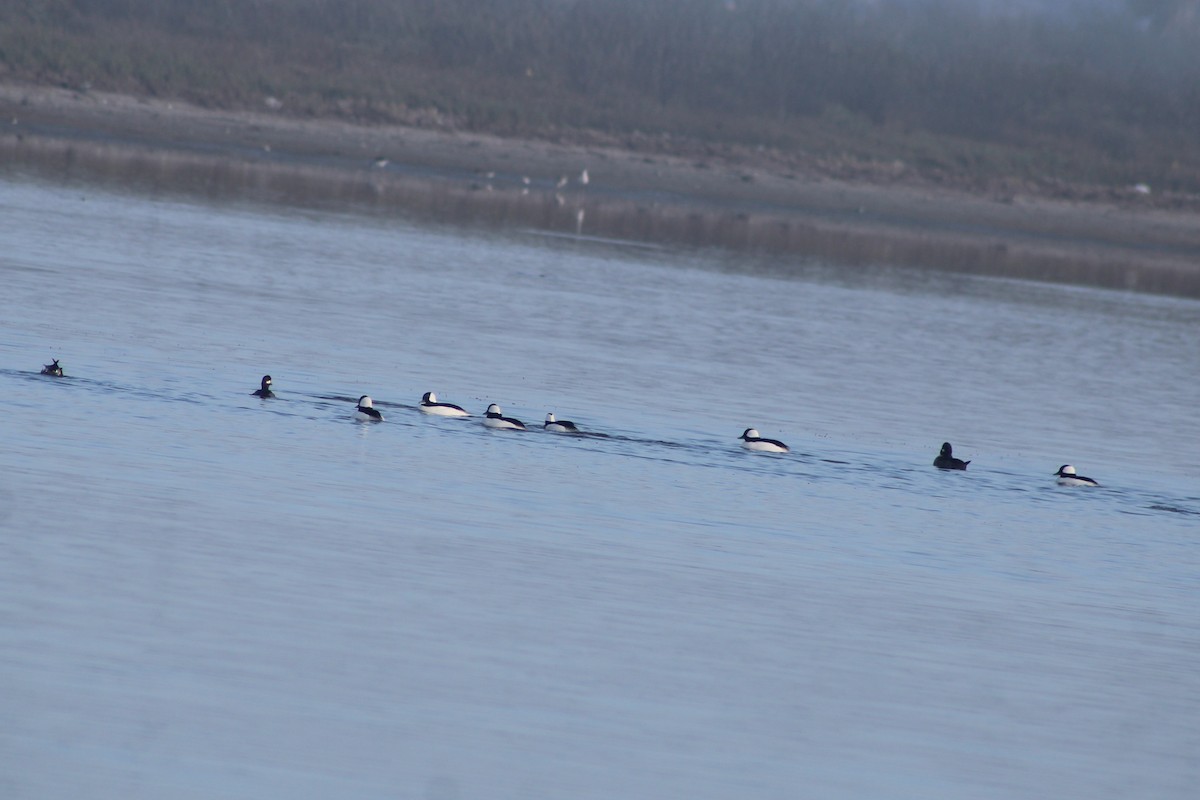 Bufflehead - ML647039355