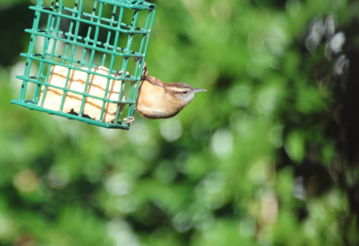 Carolina Wren - ML647039359