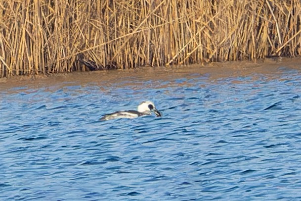 Smew - ML647039372