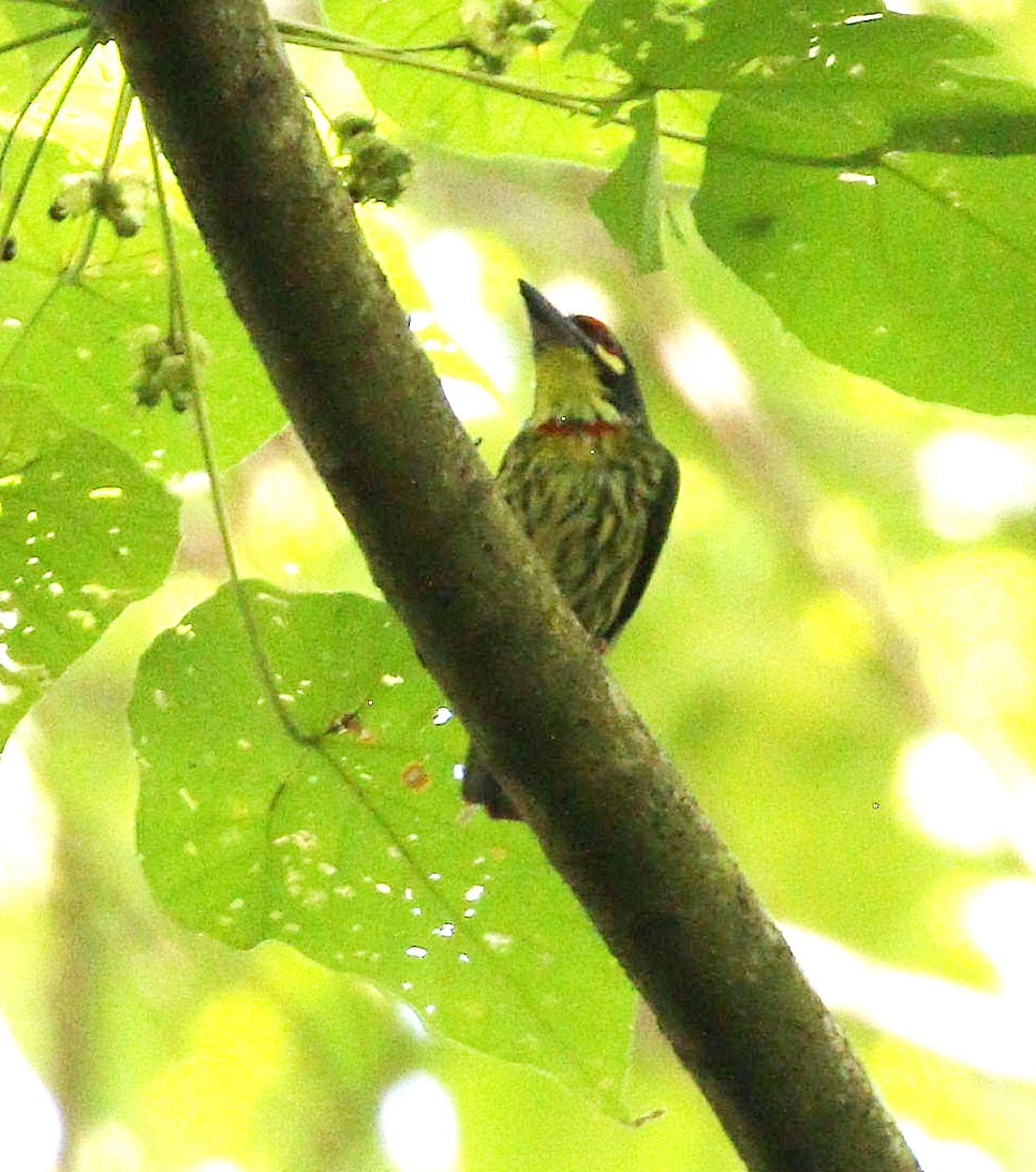 Coppersmith Barbet - ML647039373