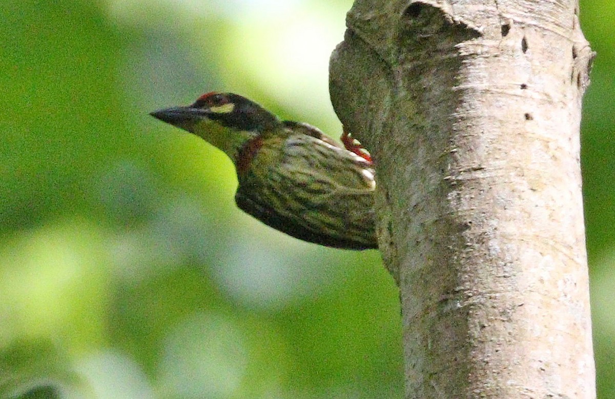 Coppersmith Barbet - ML647039374