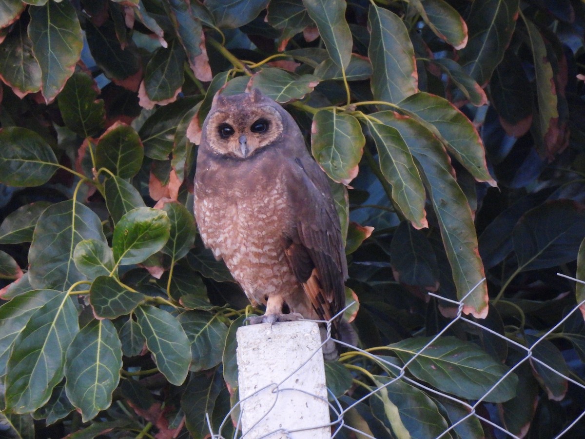 Marsh Owl - ML647039375