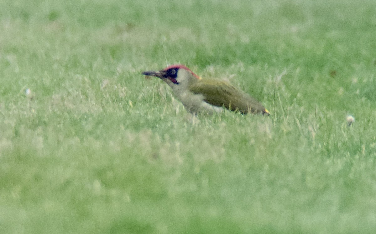 žluna zelená - ML647039377