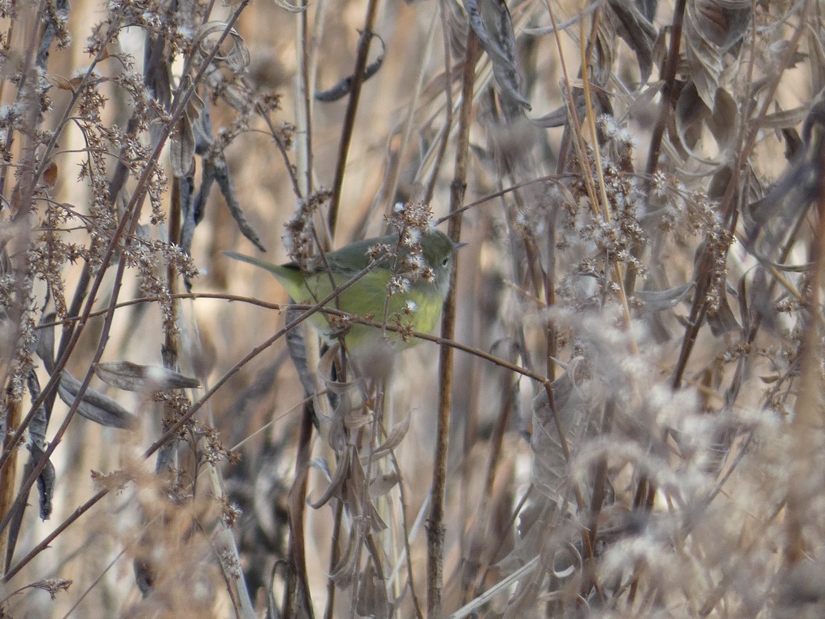 Orange-crowned Warbler - ML647039378