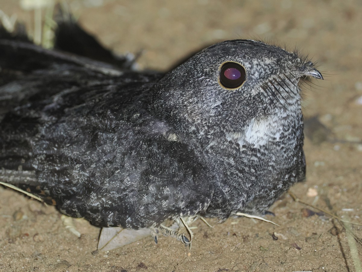 Freckled Nightjar - ML647039379