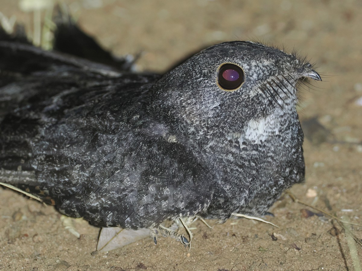 Freckled Nightjar - ML647039383