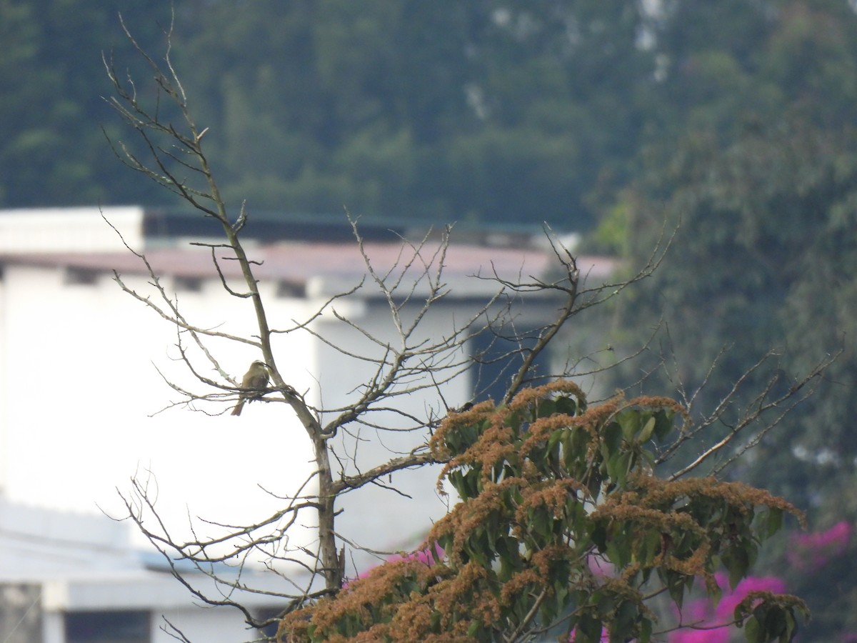 Social Flycatcher - ML647039384