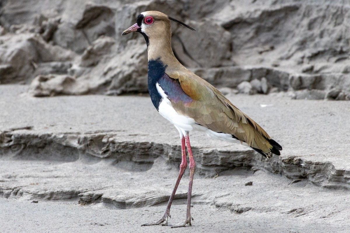 ナンベイタゲリ - ML647039386