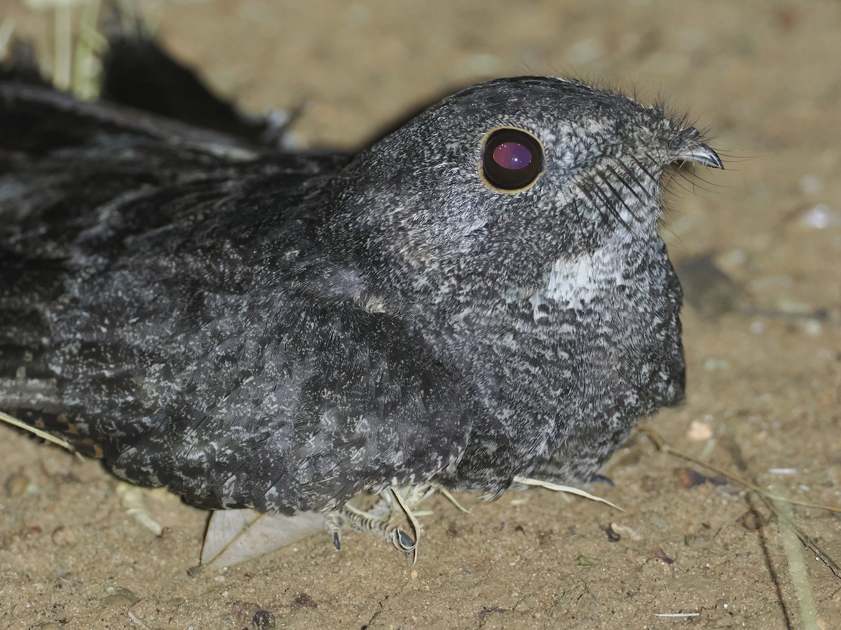 Freckled Nightjar - ML647039389