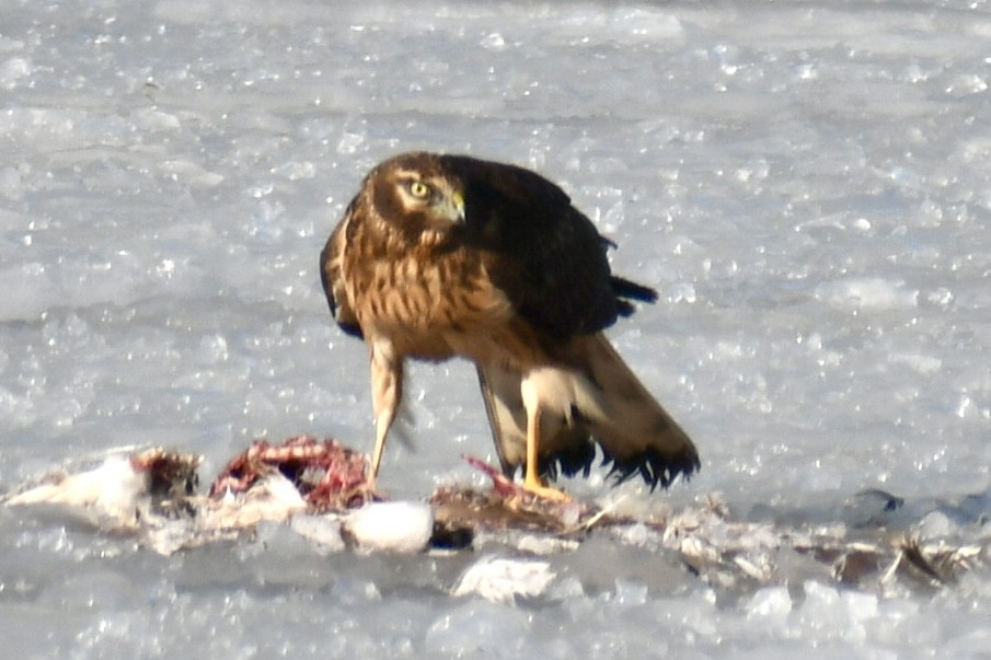 moták severoamerický - ML647039400