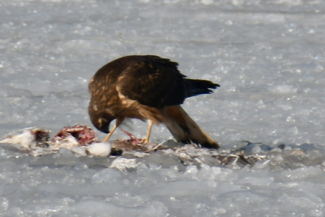 moták severoamerický - ML647039401