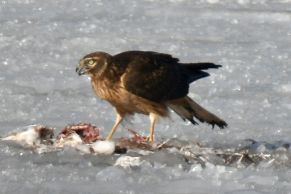 moták severoamerický - ML647039402