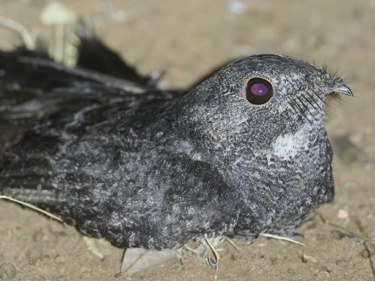 Freckled Nightjar - ML647039403