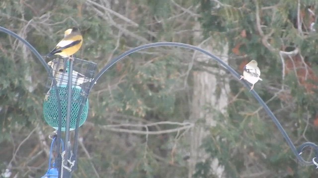 Evening Grosbeak - ML647039407