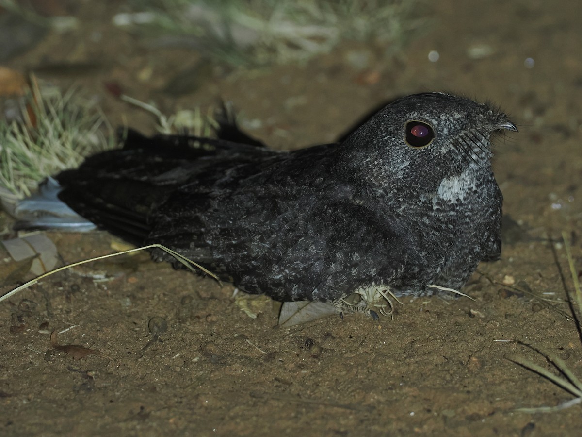 Freckled Nightjar - ML647039412