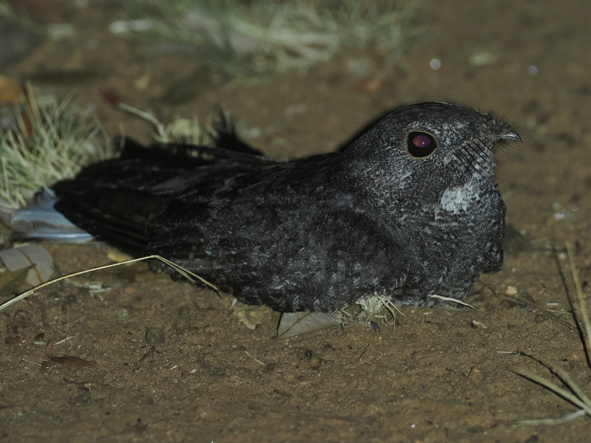 Freckled Nightjar - ML647039416