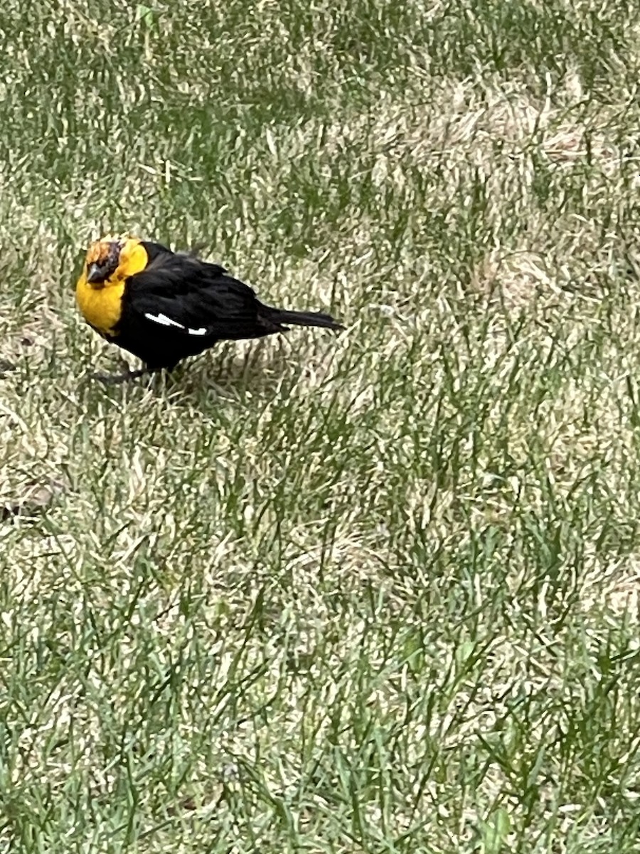 Yellow-headed Blackbird - ML647039418