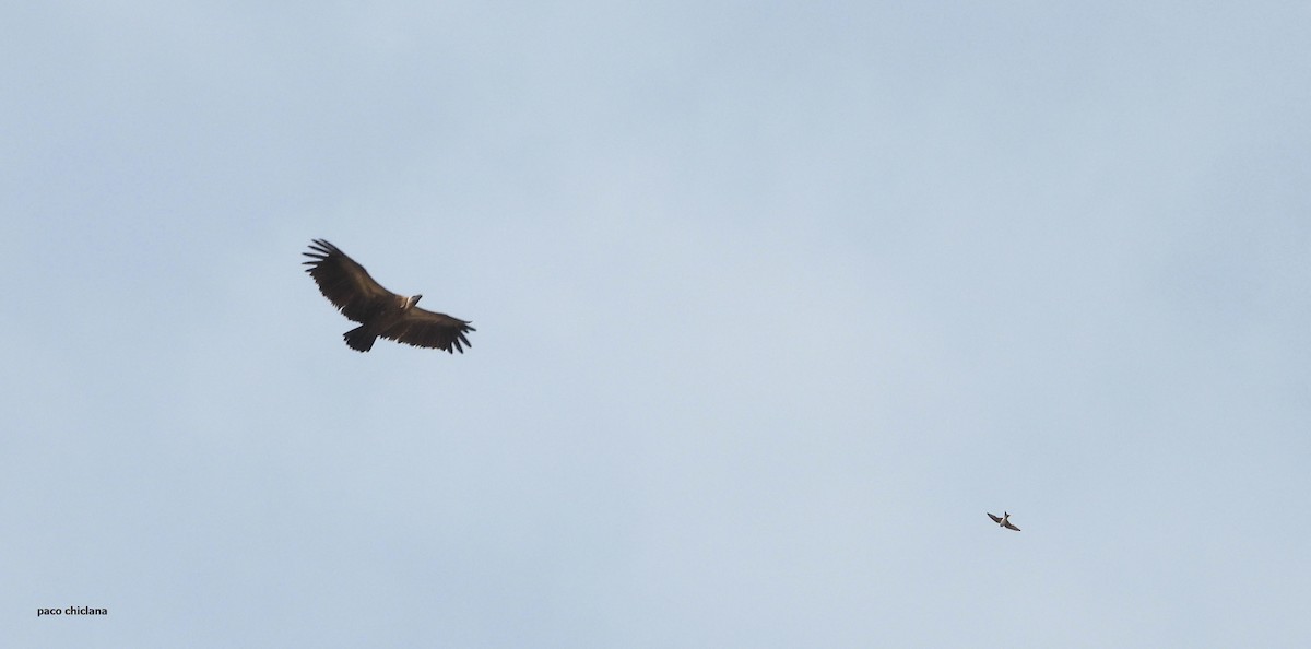 White-backed Vulture - ML647039426